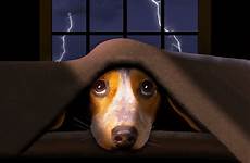 thunder scared dogs dog why beagle hides little storms phobia