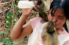 breastfeeding monkeys breastfeeds