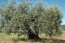 olive tree olivier olives et vieil huiles trees fruit