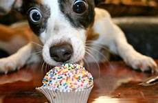 manger cucciolo pasticceria chiens aliments intoxications cani