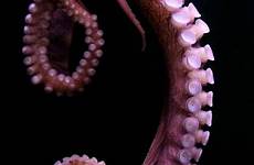 octopus tentacles tentacle photography stock octopuses returned zero sorry results search