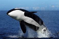 orca killer whale whales orcas meaning jumping wallpapers sea patagonia animal geographic 4k kids animales national valdes peninsula marinos del