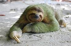 toed sloths