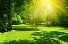 sunny bright park background nature wallpaper scenery stock anime backgrounds
