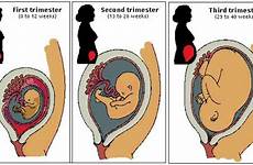 uterus pregnancy during changes trimester first