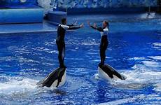 seaworld orcas orca shamu captivity tilikum zoos tribble david loadmaster parcs aquatiques boycotter interesting 1517 jlpp lamarmottechuchote 1872 2816