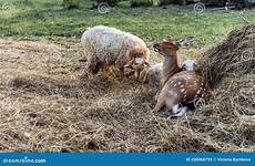hayloft spotted sheep goats