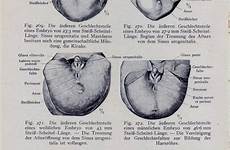 anus diagram anatomy penis male scrotum reference