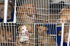 mauling victim dogs pit bulls seized pitbulls two fatal fate uncertain captured dog breed littlerock mixed six block property were
