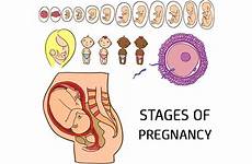 pregnancy stages month development changes conception labor crucial shutterstock