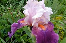 iris camelot rose bearded tall deeper expected nice than color