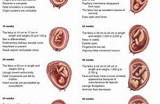 development stages fetal pregnancy prenatal growth fetus normal embryo nursing baby week newborn different pregnant birth conception when vs child
