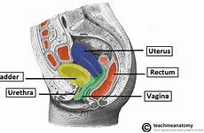 pelvis vagina female relations sagittal section anatomical rectum uterus showing relation reproductive bladder defecation hysterectomy system position location structure tract
