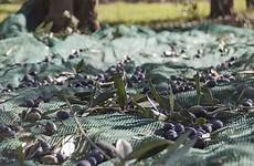 olivier europaea olea oliviers nuisibles parasites maladies