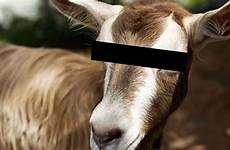 goat sex animals having man mirror