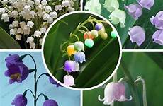 lily valley colored flower orchid bulb bell multi wishlist add