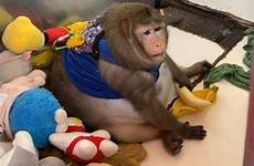 obese macaque sent morphew barry arrested
