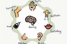 sensory processing disorder senses auditory tactile overload stimuli vestibular understanding proprioceptive sensing gustatory symptoms olfactory