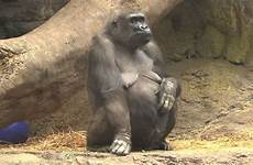 pregnant gorilla zoo franklin park