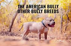 bully differences