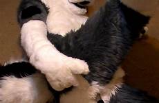 murrsuit fursuit gay yiff duke317 muzzle