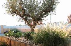 paysagiste marmin olivier