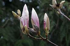 buds flower spring tree magnolia leaf depths nature same well