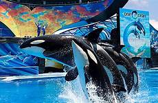 seaworld orca whale orcas show marine park euthanizes entertainment during ap