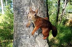 scoiattolo albero tronco europeo foresta rosso siede