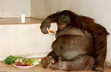 oshine orangutan fattest gangsta strict monkey grumpy utan she sou obeso dieta lean pet rescued
