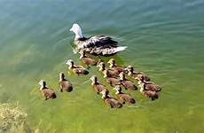 duck swim ducklings mother lake