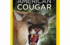 dvd cougar american walmart