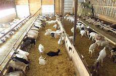 barn goat goats farm farming plans boer house shed sheep stalls cattle housing meat milk idea seç pano backyard pen