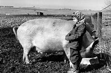 pig snorting sow 1954