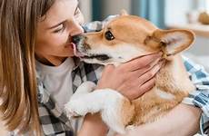 kisses cachorro lambida surprising descubra atractivopets fact