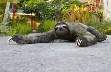 paresseux unau sloth sloths poil poils gorge brune longs pourquoi toed fournissent crossing run abri algues champignons bactéries sciencesetavenir totems