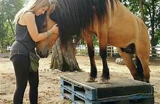 real life horses spirit mustang horse kiger stallion buckskin santana beautiful choose board