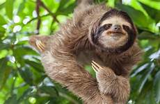 sloth panama