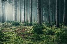mystische waldbilder schwarzwald fotografieren wald mystischer sonne fototv nebel auswählen