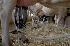 dairy milking cows udder stall kenya produces agriculture apnikheti