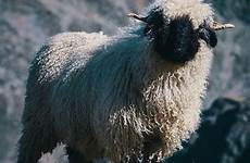 sheep metal valais blacknose heavy posing always album cover look they re izismile