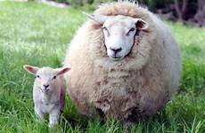 sheep lamb big little wool so her she they just much could beautiful shave ave seen ever did face sweet