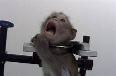 lab monkeys screaming being scream footage harnesses cruelty recorded undercover dogs condemnation