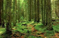 virgin forest romania beech forests ancient primeval europe carpathians regions other nature harghita european natural reserve luci come present
