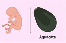 embarazo feto desarrollo semanas bebé cambios mide decima sexta embrionario reproduccionasistida cabeza aguacate