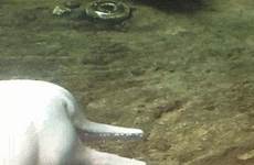 dolphin dauphin dolphins raped poisson amazonie viole rapists