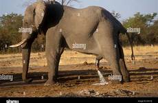 elephant male urinating alamy chobe park national botswana shopping cart
