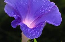 glory morning flower purple plants convolvulaceae close climber garden flowers dew ipomoea quotes common glories plant name seeds good beautiful