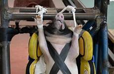 pigs cruel killed mirror crash test used experiments dummies live