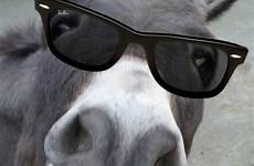 donkey burro donkeys ass conserva bulo perfil gafas
